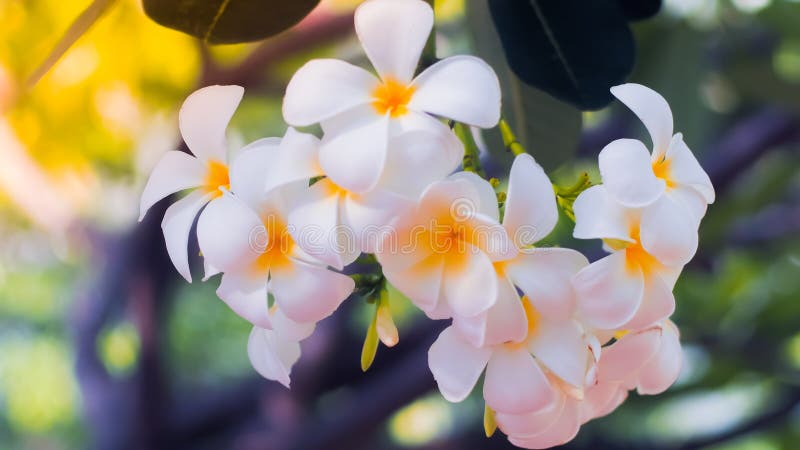 Tropischer Blumen Frangipani Plumeria Sch?ne wei?e Plumeria rubra Blume stockfotografie Tropischer Blumen Frangipani Plumeria Sch?ne wei?e Plumeria rubra Blume stockfotografie