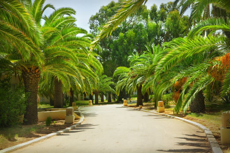 Tropischer Garten stockfoto. Bild von busch, wolke, garten