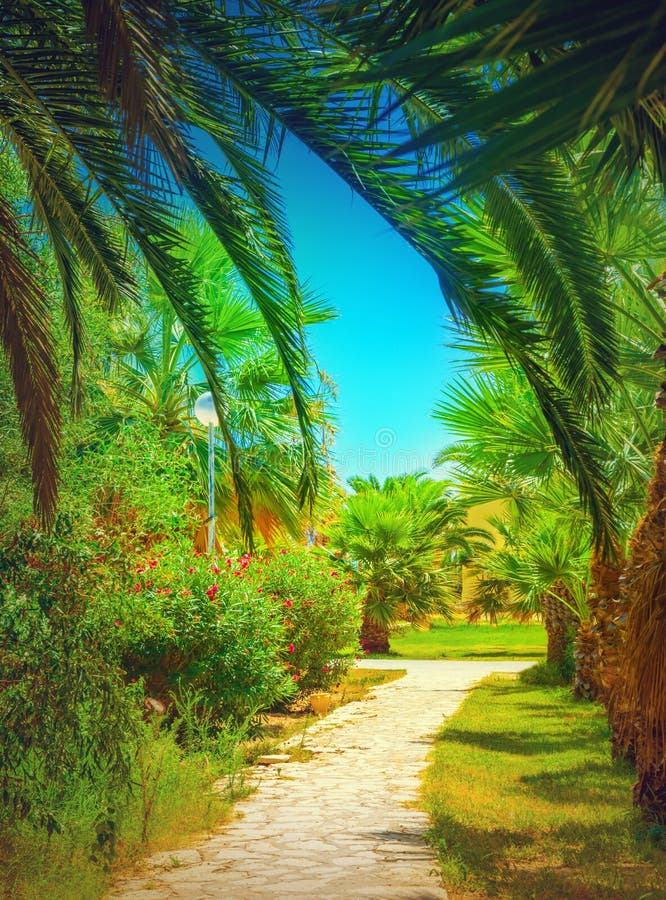 Tropischer Garten stockfoto. Bild von farbe, afrika