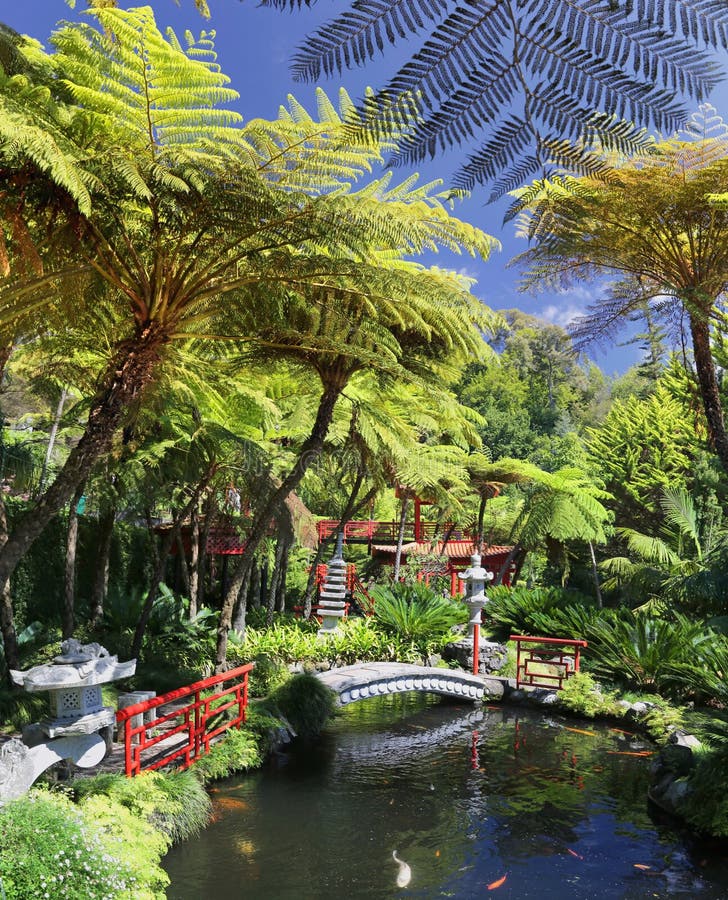Tropischer Garten In Funchal (Madeira) Stockfoto Bild