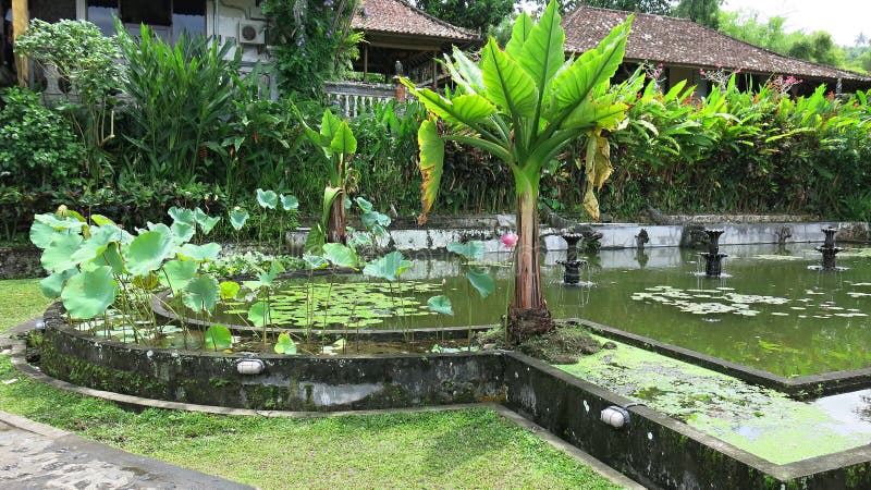 Tropischer Garten mit Bananenstauden und vielen bunten Blumen Wasserbehälter mit Karpfen stockbilder Tropischer Garten mit Bananenstauden und vielen bunten Blumen Wasserbehälter mit Karpfen stockbilder