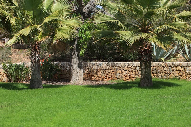 Tropischer Garten Mit Palmen Stockbild Bild von privat