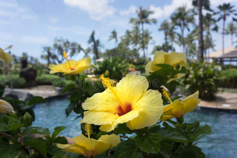 Tropischer gelber Hibiscus Hawaii unter vollem Sun lizenzfreie stockfotos Tropischer gelber Hibiscus Hawaii unter vollem Sun lizenzfreie stockfotos