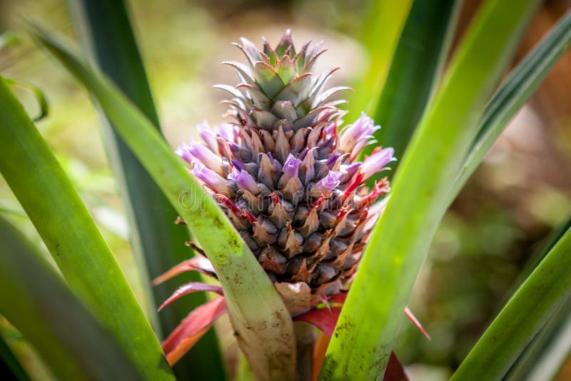 Tropischer Obstbau Der Roten Ananas In Einer Natur ...