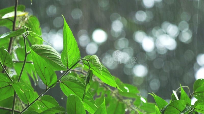 Tropischer Regen