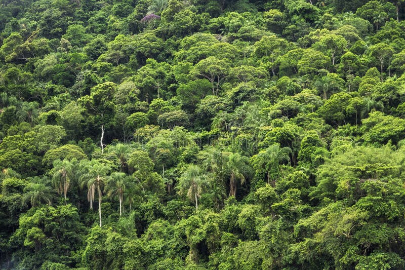 1 544 Tropischer Regenwald Hintergrund Fotos Kostenlose Und Royalty Free Stock Fotos Von Dreamstime