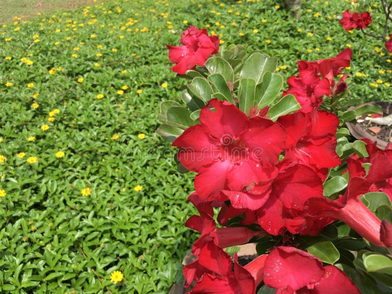 Rote tropische Blumen stockbild. Bild von frech, blumenstrauß - 22661595