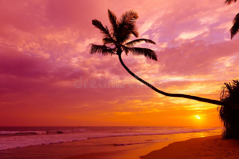 Tropischer Sonnenuntergang über dem Ozean mit Kokospalmen-Silhouette an ruhiger Sommerstrand stockfotografie