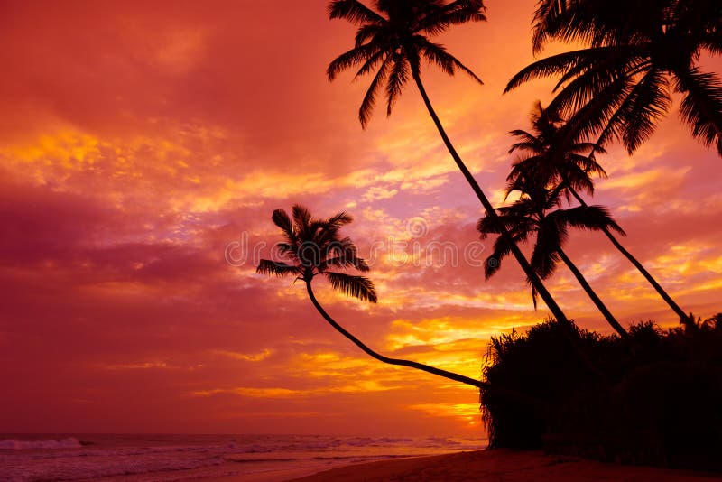 Tropischer Sonnenuntergang über dem Ozean mit Kokospalmen-Silhouetten an einem ruhigen Sommerstrand stockfoto