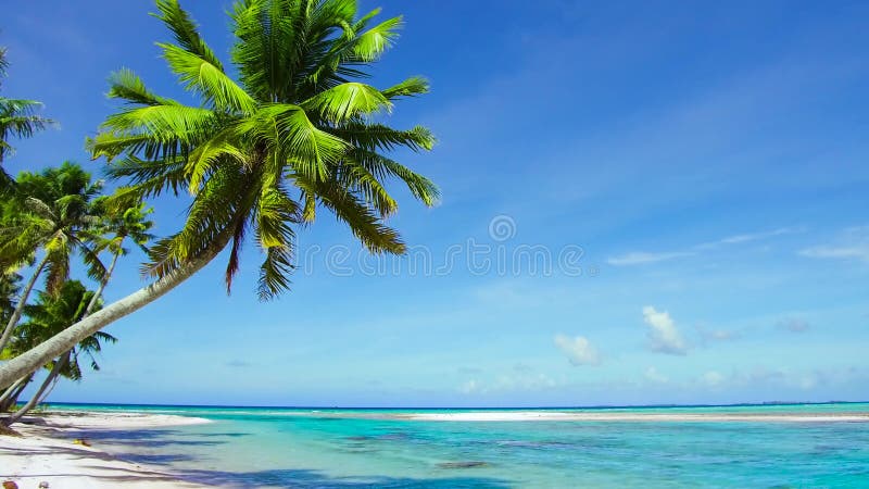 Tropischer Strand mit Palmen im Französisch-Polynesien