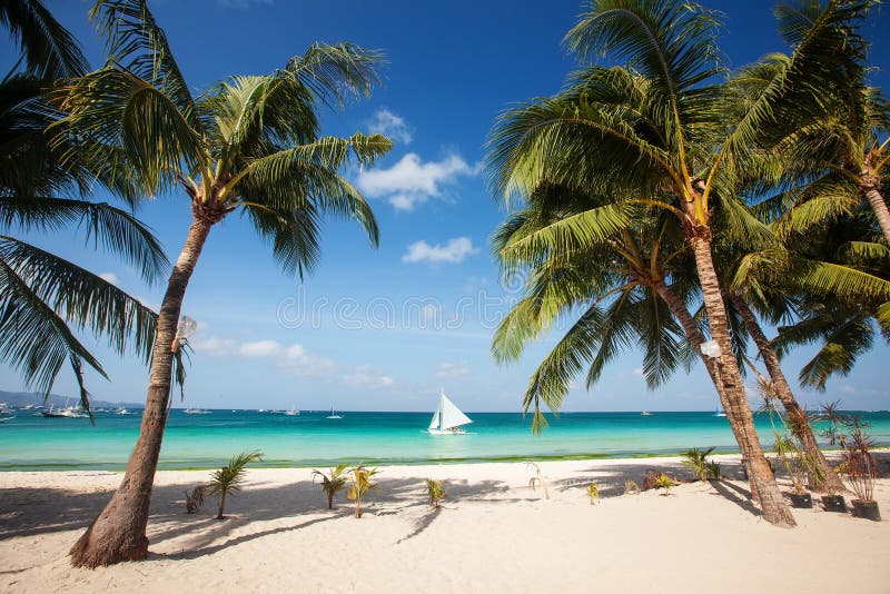 Tropischer Strand mit schönen Palmen und weißem Sand lizenzfreie stockfotos Tropischer Strand mit schönen Palmen und weißem Sand lizenzfreie stockfotos