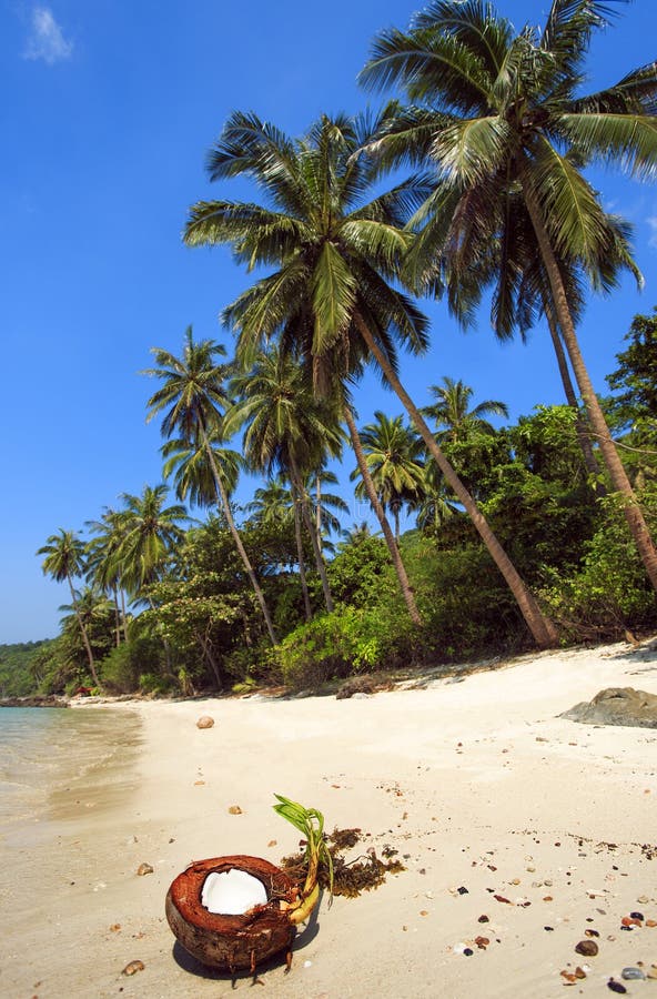 Tropischer Strand in Thailand KOH Samui stockbilder Tropischer Strand in Thailand KOH Samui stockbilder