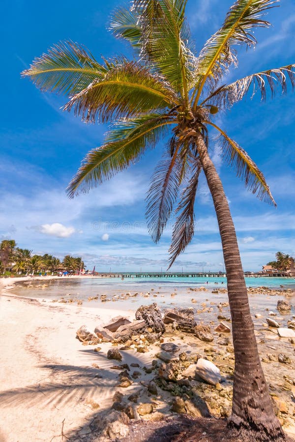 Tropischer Strand und Palme in Isla Mujeres, Mexiko stockfotos Tropischer Strand und Palme in Isla Mujeres, Mexiko stockfotos