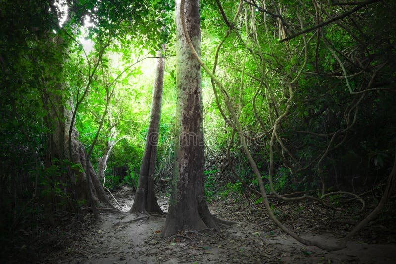 Tropischer Wald der Fantasie mit Straßenwegweise Tropische Landschaft der James Bond-Inselansicht lizenzfreies stockfoto Tropischer Wald der Fantasie mit Straßenwegweise Tropische Landschaft der James Bond-Inselansicht lizenzfreies stockfoto