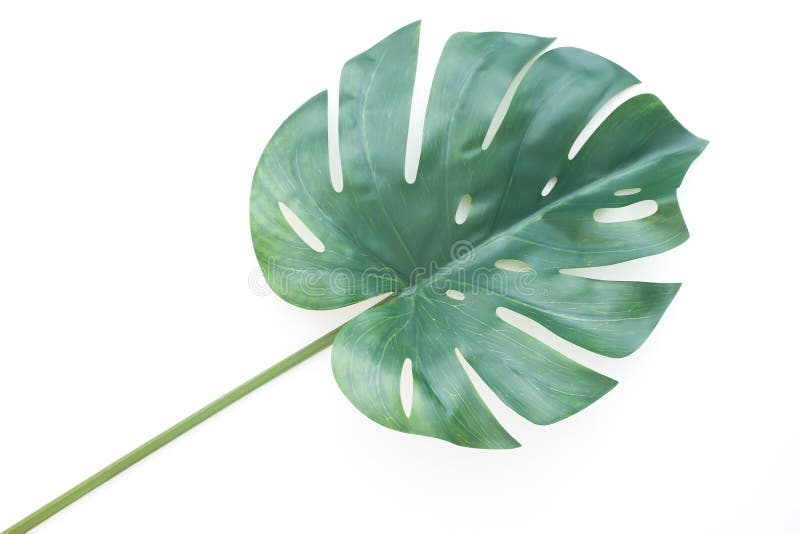 Tropisches Dschungel Blatt oder Monstera auf weißem Hintergrund stockbild Tropisches Dschungel Blatt oder Monstera auf weißem Hintergrund stockbild