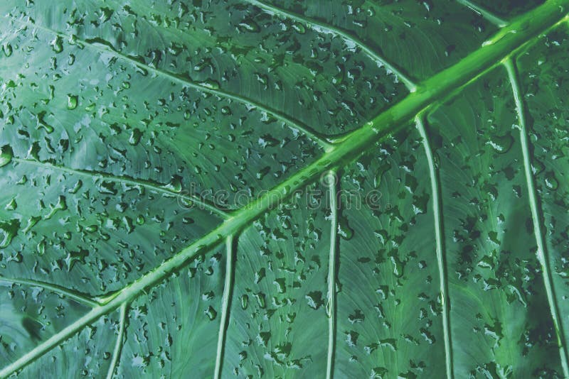 Tropisches grünes Leaf mit Wassertropfen von Elefanten-Ohrpflanzen als Texturuntergrund stockbild Tropisches grünes Leaf mit Wassertropfen von Elefanten-Ohrpflanzen als Texturuntergrund stockbild