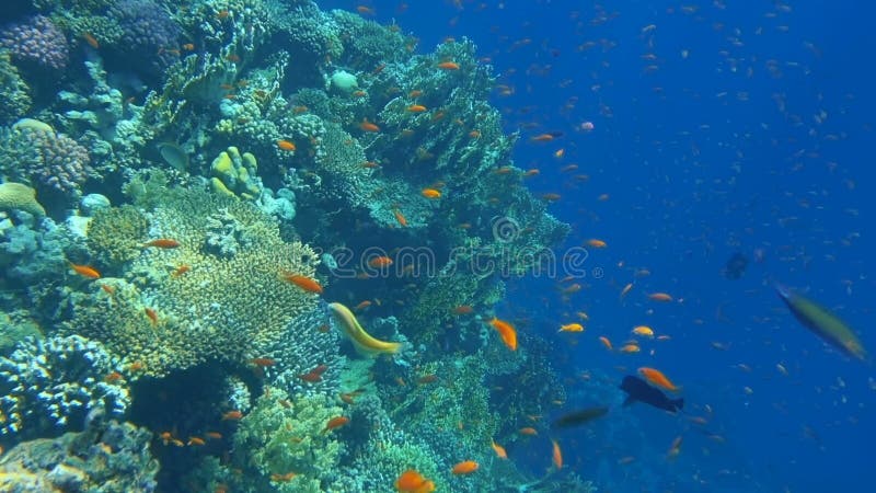 Tropisches Korallenriff Unterwasserfische in Ras Mohamed, Sharm el Sheikh, ?gypten