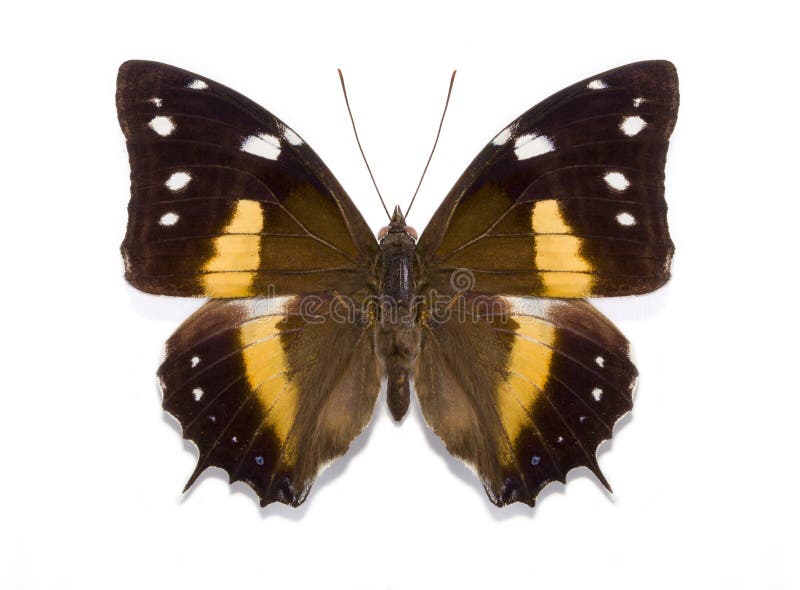 Tropisches Schmetterling Baeotus-deucalion stockfotos Tropisches Schmetterling Baeotus-deucalion stockfotos