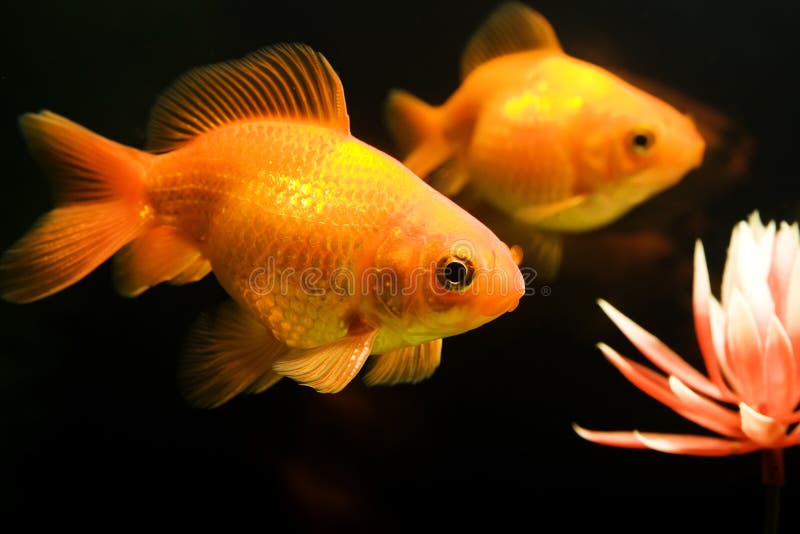 Tropisk akvariefisk fotografering för bildbyråer