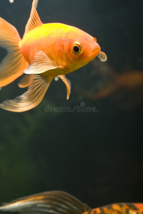 Tropisk akvariefisk royaltyfri bild