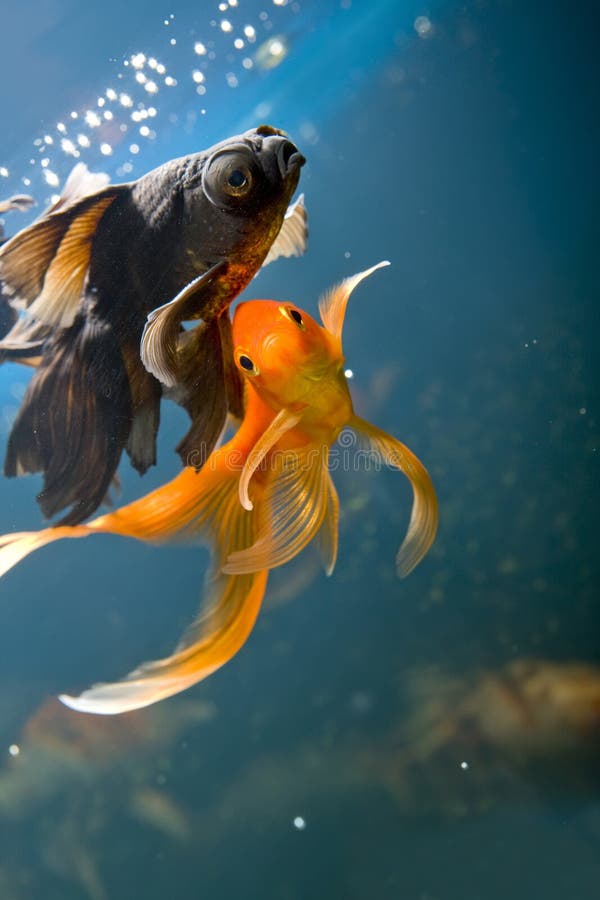 Tropisk akvariefisk arkivfoto
