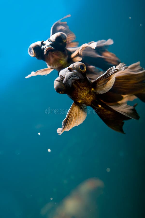 Tropisk akvariefisk royaltyfria bilder
