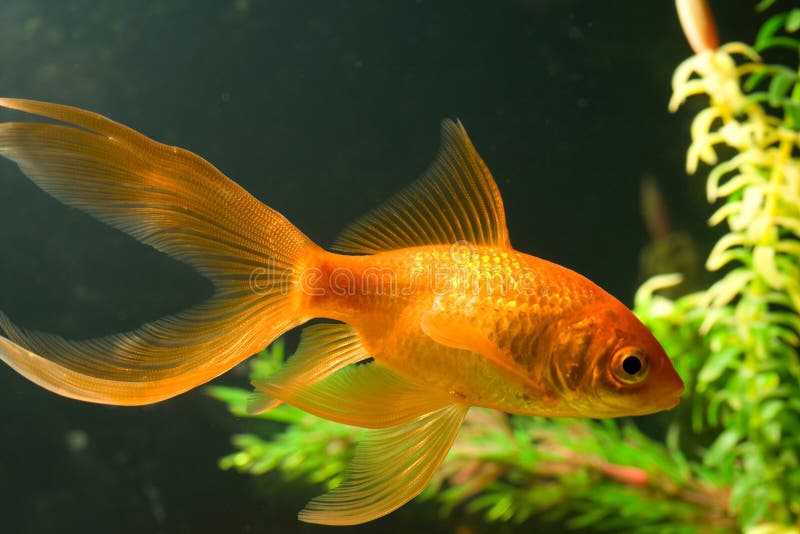 Tropisk akvariefisk arkivbild