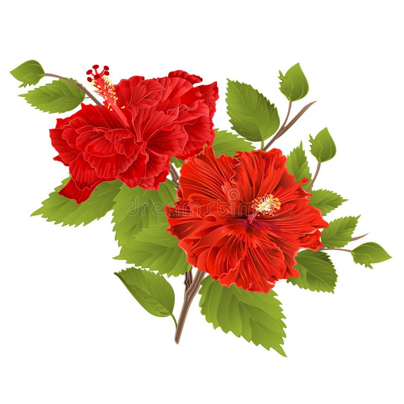 Tropisk blomma för röd hibiskusstam för hibiskus två på en vit bakgrundstappningvektor royaltyfri illustrationer Tropisk blomma för röd hibiskusstam för hibiskus två på en vit bakgrundstappningvektor royaltyfri illustrationer