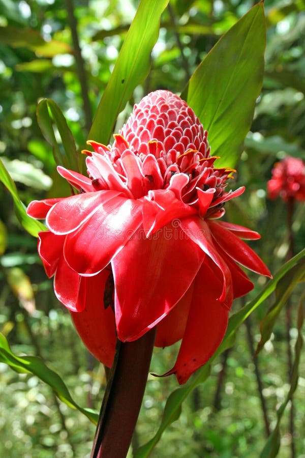 Tropisk blomma i trädgården av balataen, Martinique