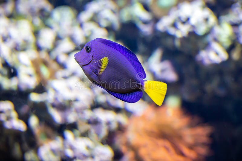 tropisk blå fisk royaltyfri fotografi tropisk blå fisk royaltyfri fotografi