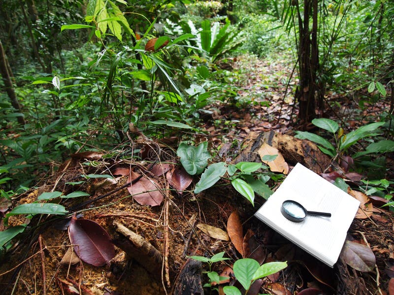A photograph image of an open note book with a magnifying glass placed on fallen tree stump in the middle of the forest floors of a lush green tropical rainforest nature reserve backgrounds in southeast asia. Abstract conceptual image for studying of wild life, forests and nature environment. Horizontal color format, nobody in picture. A photograph image of an open note book with a magnifying glass placed on fallen tree stump in the middle of the forest floors of a lush green tropical rainforest nature reserve backgrounds in southeast asia. Abstract conceptual image for studying of wild life, forests and nature environment. Horizontal color format, nobody in picture.