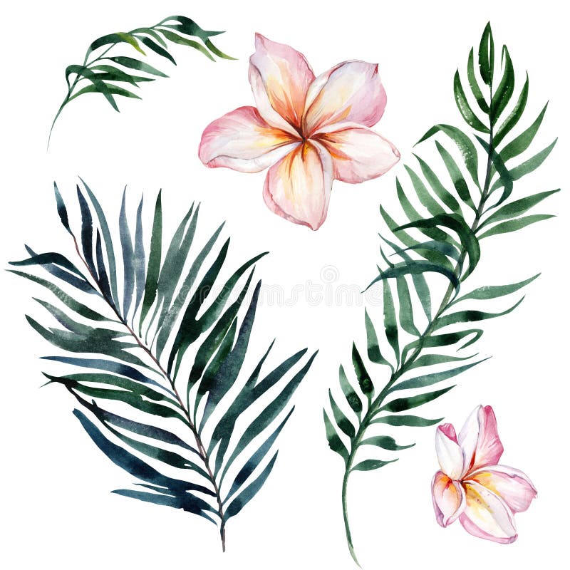 Tropisk exotisk blom- uppsättning Härliga rosa plumeriablommor och gröna palmblad som isoleras på vit bakgrund vektor illustrationer