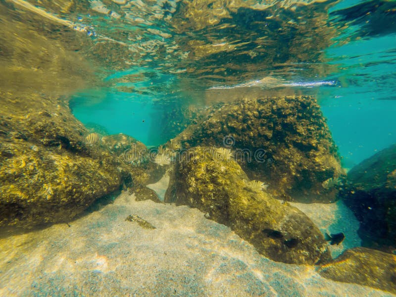 Tropisk fisk och koraller i havet under vatten royaltyfri fotografi Tropisk fisk och koraller i havet under vatten royaltyfri fotografi