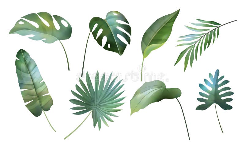 Tropisk löv. Grönbananpalm och monstera i djungel eller blomsterplanta. Hawaii-filial stock illustrationer