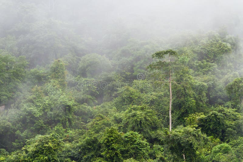 Tropisk regnskog arkivfoton