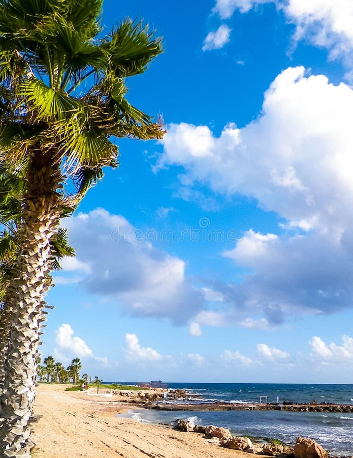Tropisk syn på palmstrand och Medelhavet nära paphos stad cyprus arkivbild