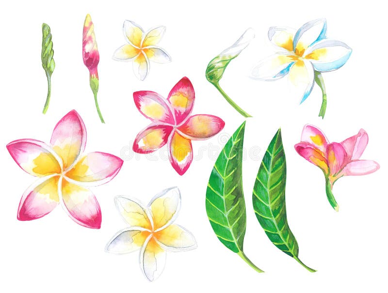 Tropisk uppsättning för vattenfärgsommar för designbaner eller reklamblad med exotiska palmblad, Plumeriablommor arkivbilder Tropisk uppsättning för vattenfärgsommar för designbaner eller reklamblad med exotiska palmblad, Plumeriablommor arkivbilder