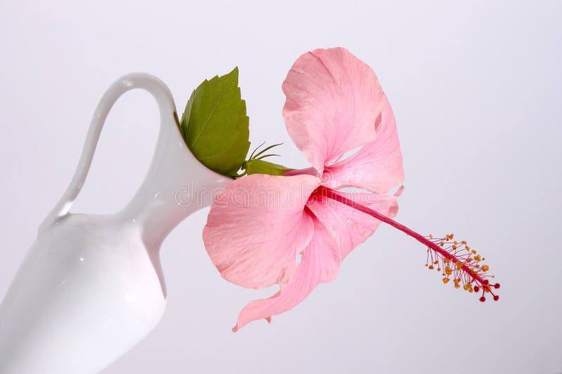 tropisk vase för blomma royaltyfri fotografi tropisk vase för blomma royaltyfri fotografi