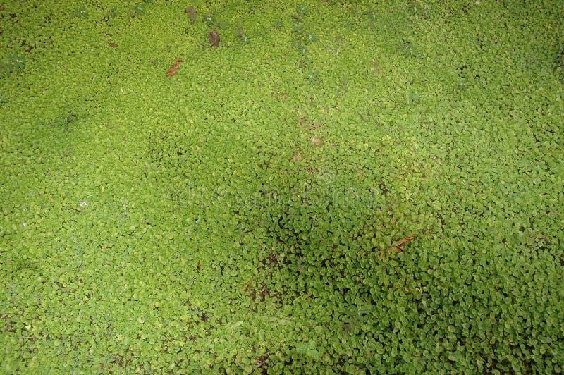Tropisk vegetation för jordning royaltyfri foto