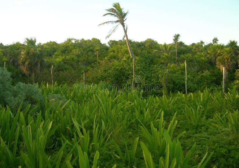 Tropisk vegetation i Caribbeansen fotografering för bildbyråer Tropisk vegetation i Caribbeansen fotografering för bildbyråer