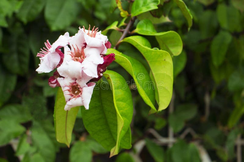 Tropisk växt med det gröna bladcloseupfotoet Rosa färg- och vitblomning på trädfilial royaltyfri bild Tropisk växt med det gröna bladcloseupfotoet Rosa färg- och vitblomning på trädfilial royaltyfri bild