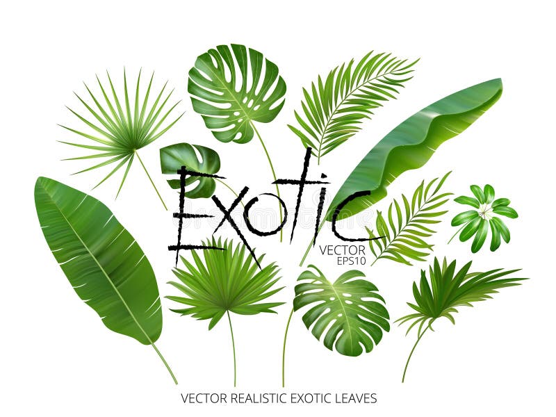 Tropiska exotiska sidor för vektor, realistisk djungelsidauppsättning som isoleras på vit bakgrund Palmbladsamling kvalitet royaltyfri illustrationer Tropiska exotiska sidor för vektor, realistisk djungelsidauppsättning som isoleras på vit bakgrund Palmbladsamling kvalitet royaltyfri illustrationer