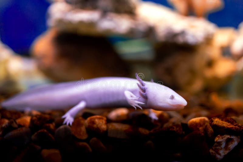 Tropiska Fiskar I Akvarium Salamander Fotografering Bildbyråer - Bild av grön, exotiskt: 241926575