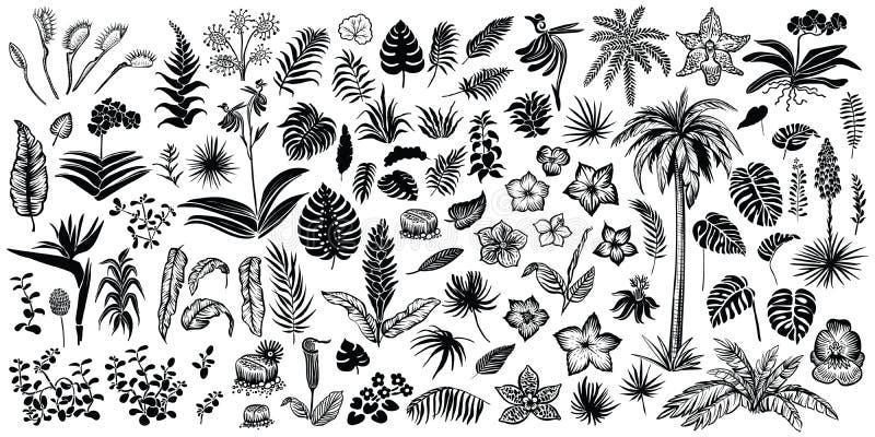 Tropiska sidor och blommor, vektorlinjen och konturn skissar Stor samling av exotical flora vektor illustrationer