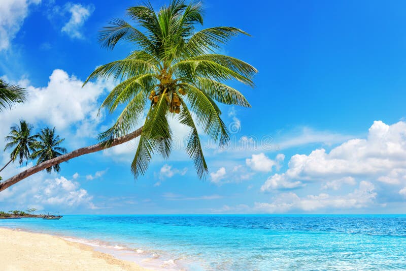 Tropiska öparadis havsvattenpalmträd och solskum panorama Landskap karibbönmaldives thailand royaltyfria foton