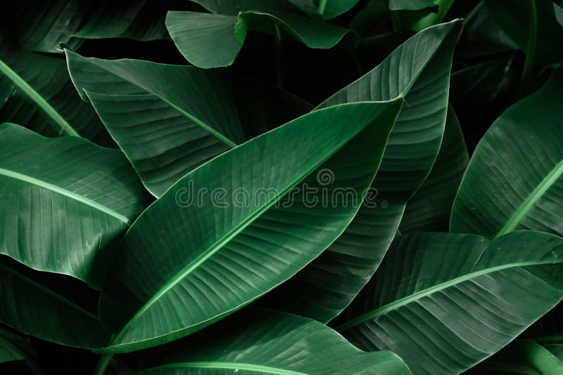 Tropiskt bananmörker - texturerade gräsplansidor fotografering för bildbyråer