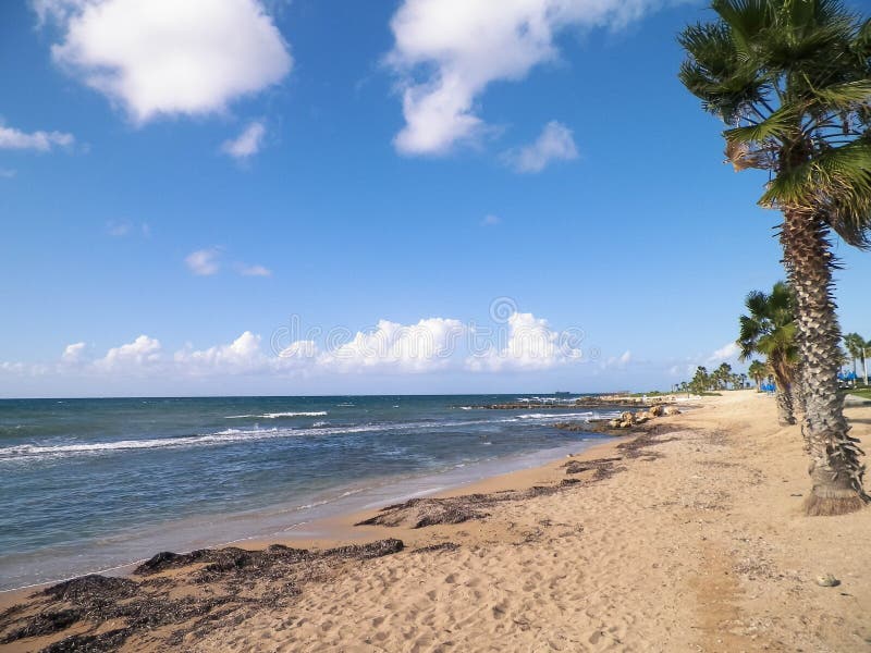 Tropiskt utseende av palmstrand och Medelhavet nära ön Paphos City Cyprus arkivbild