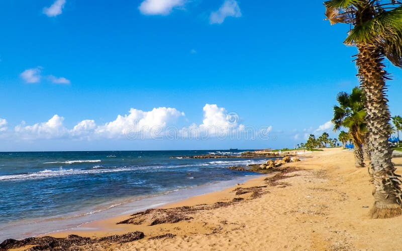 Tropiskt utseende av palmstrand och Medelhavet nära ön Paphos City Cyprus royaltyfria bilder