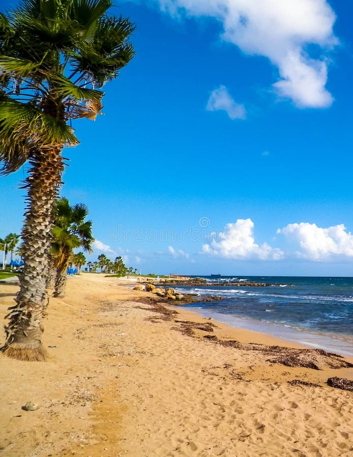 Tropiskt utseende av palmstrand och Medelhavet nära ön Paphos City Cyprus royaltyfria foton