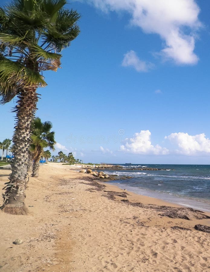 Tropiskt utseende av palmstrand och Medelhavet nära ön Paphos City Cyprus arkivfoto
